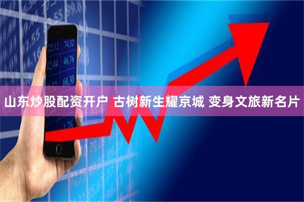 山东炒股配资开户 古树新生耀京城 变身文旅新名片